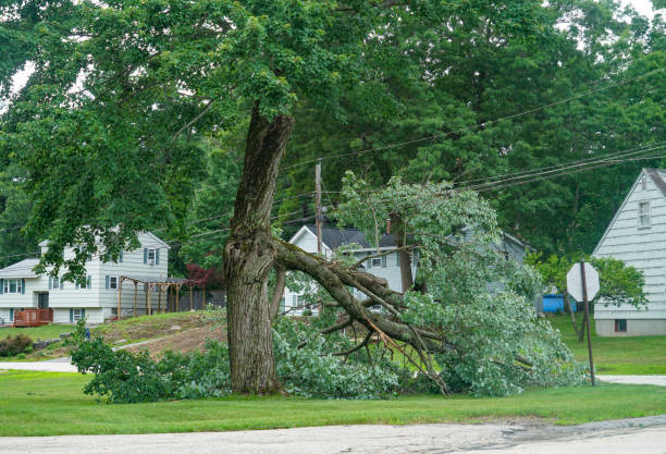 Best Best Tree Removal Services  in Buchanan Dam, TX